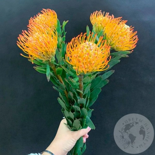 Леукоспермум оранжевый 5 шт. в магазине Цветы Планеты