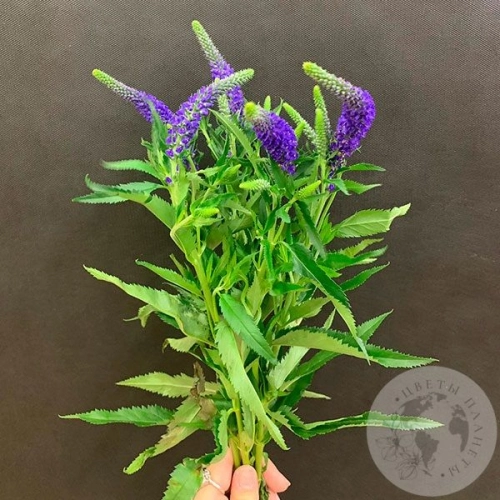 Вероника синяя 5 шт. в магазине Цветы Планеты