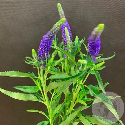 Вероника синяя 3 шт. в магазине Цветы Планеты