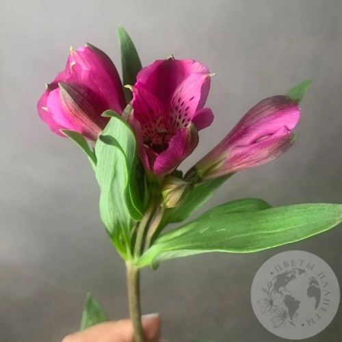 Альстромерия ярко-розовая