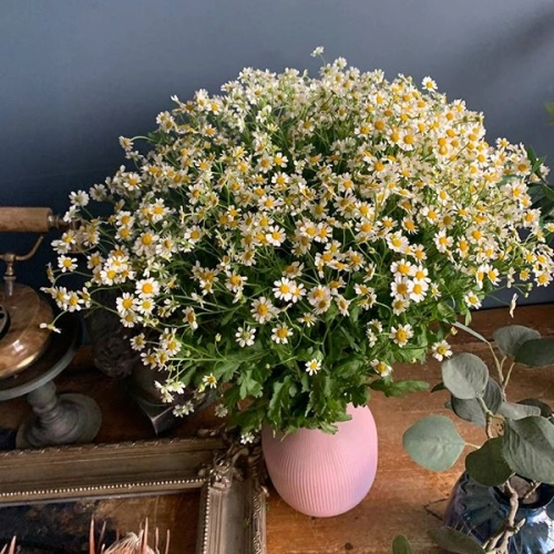 Танацетум 13 шт.