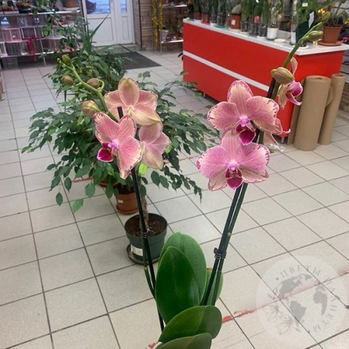 Орхидея комнатная темно-розовая