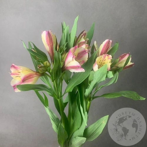3 Альстромерии желто-розовых