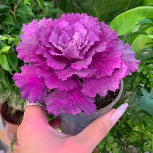 Брассика комнатная