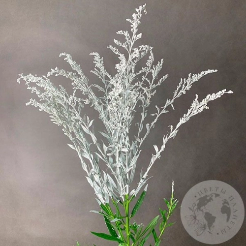 Солидаго белый в магазине Цветы Планеты