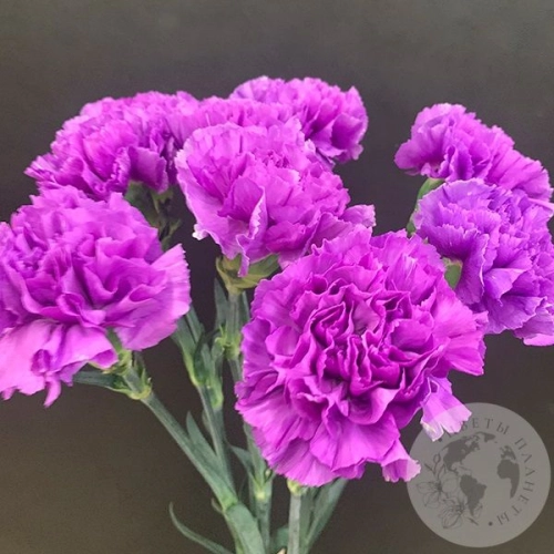 Лунная гвоздика 7 шт. в магазине Цветы Планеты