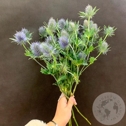 Эрингиум 7 шт. в магазине Цветы Планеты