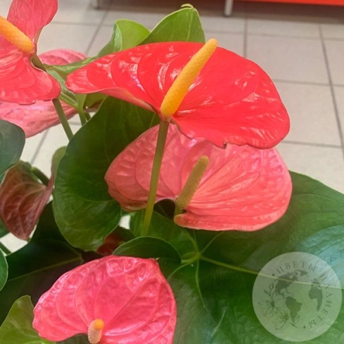 Антуриум или Мужское счастье в магазине Цветы Планеты Антуриум или Мужское счастье