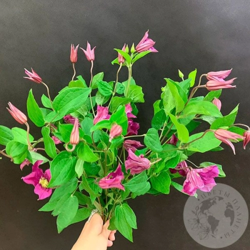 Клематис 7 шт. в магазине Цветы Планеты