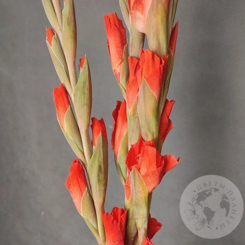 Гладиолус 3 шт. в магазине Цветы Планеты