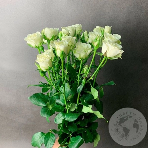 7 кустовых роз белых в магазине Цветы Планеты