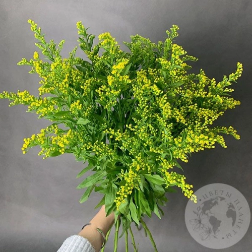 7 солидаго желтых в магазине Цветы Планеты