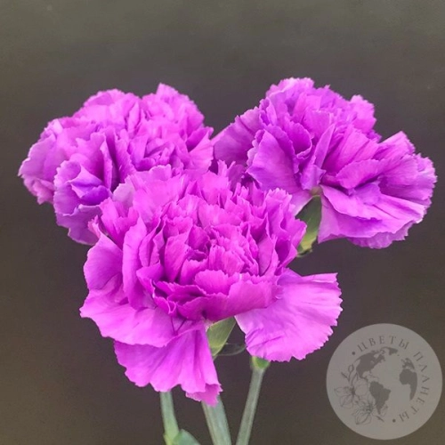 Лунная гвоздика 3 шт. в магазине Цветы Планеты