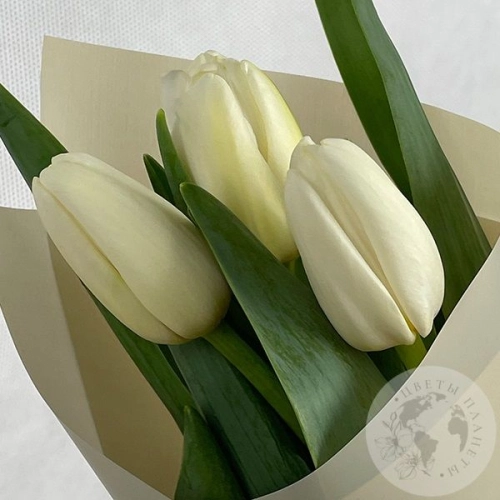 3 тюльпана белых в магазине Цветы Планеты