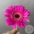 Гербера мини розовая в магазине Цветы Планеты Гербера мини розовая