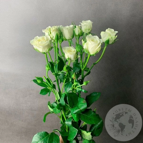 3 кустовые розы белые в магазине Цветы Планеты