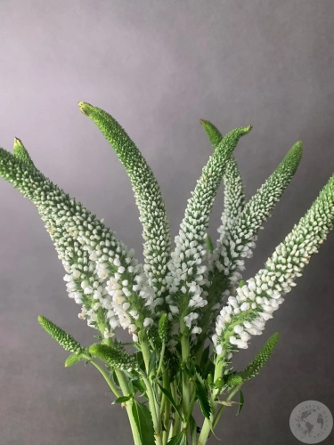 Вероника белая 7 шт. в магазине Цветы Планеты