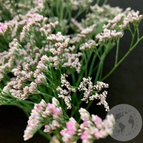 Лимониум розовый 9 шт. в магазине Цветы Планеты