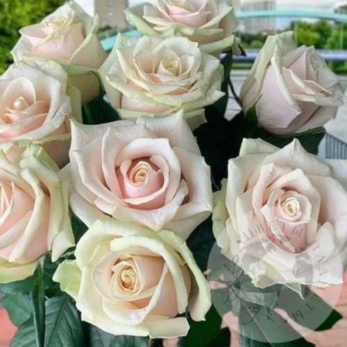 Букет из 9 роз 70 см. в магазине Цветы Планеты