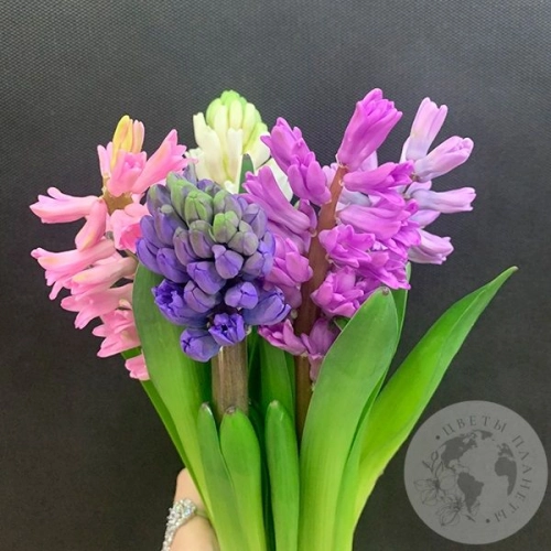 Гиацинт микс 5 шт. в магазине Цветы Планеты