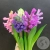 Гиацинт микс 5 шт. в магазине Цветы Планеты