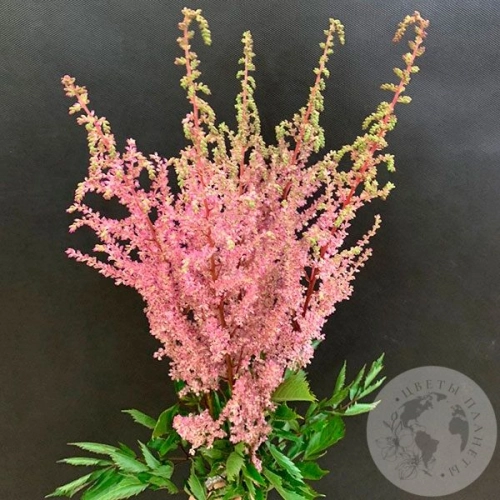 Астильба розовая 5 шт. в магазине Цветы Планеты