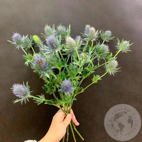 Эрингиум 5 шт. в магазине Цветы Планеты