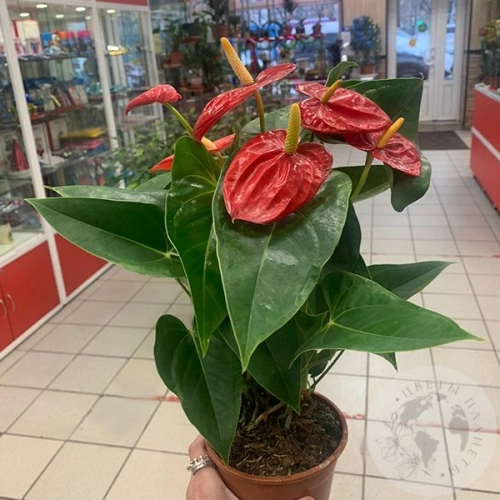 Антуриум (Мужское счастье)