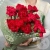 21 гвоздика красная в магазине Цветы Планеты 21 гвоздика красная
