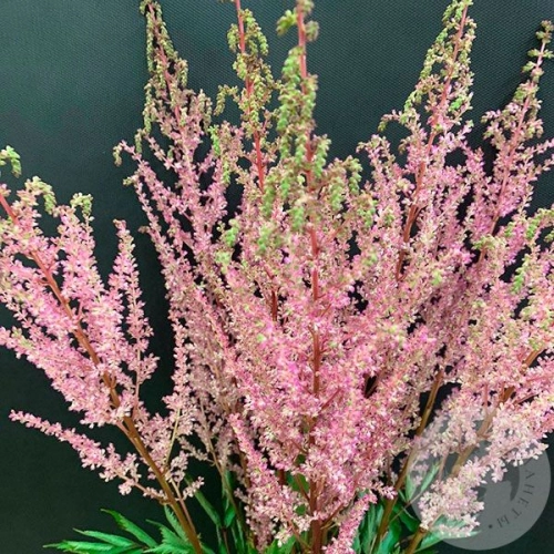 Астильба розовая 9 шт. в магазине Цветы Планеты