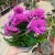 Хризантема комнатная розовая в магазине Цветы Планеты Хризантема комнатная розовая