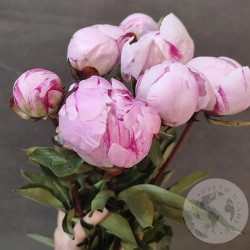 7 пионов розовых (Голландия) в магазине Цветы Планеты