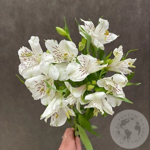 3 Альстромерии белых