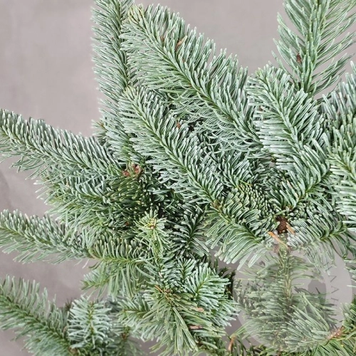 Нобилис 1 ветка в магазине Цветы Планеты