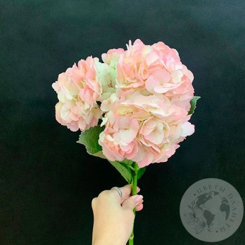 Гортензия розовая