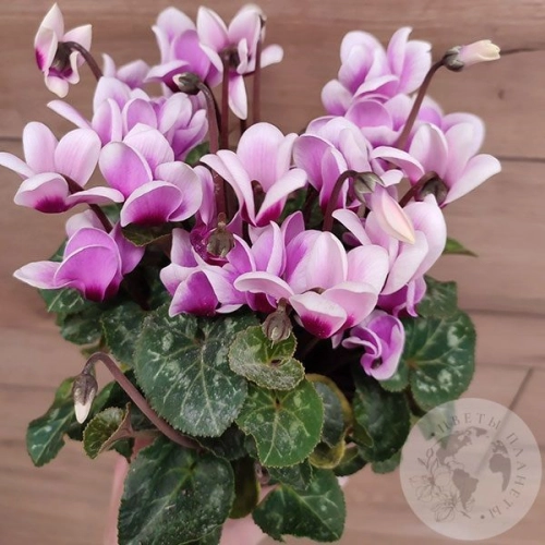 Цикламен в магазине Цветы Планеты