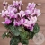 Цикламен в магазине Цветы Планеты Цикламен в магазине Цветы Планеты