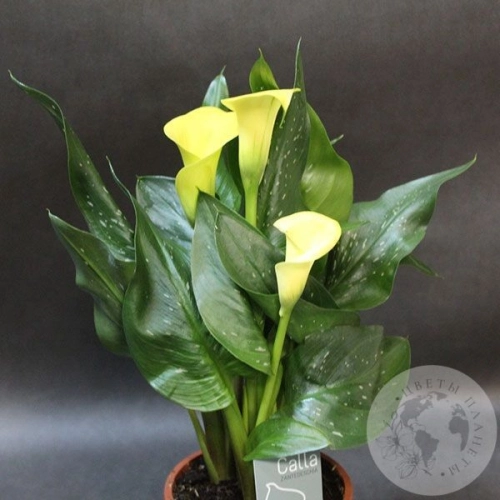 Каллы домашние желтые в магазине Цветы Планеты