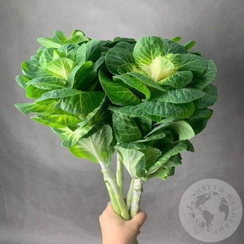 Брассика 5 шт. в магазине Цветы Планеты