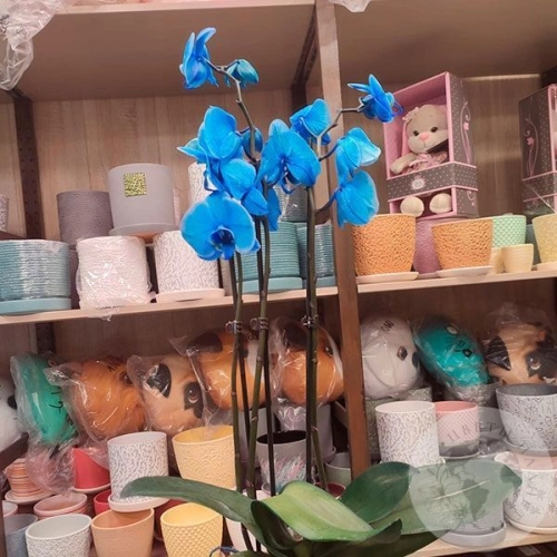 Орхидея краш синяя в магазине Цветы Планеты