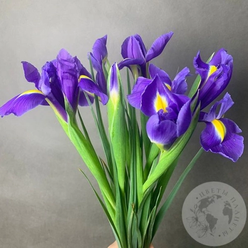 7 синих ирисов в магазине Цветы Планеты