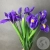 7 синих ирисов в магазине Цветы Планеты