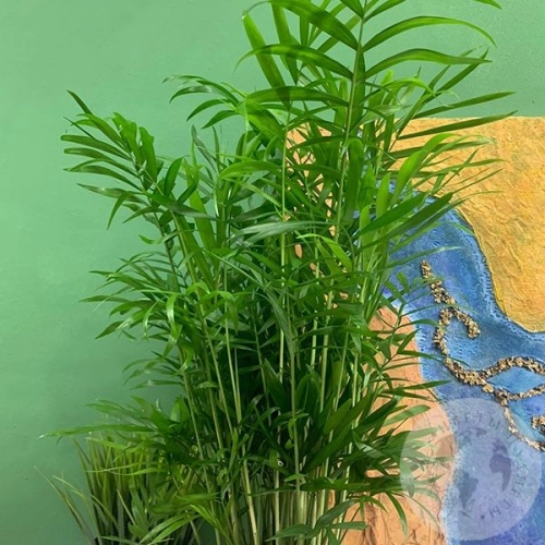 Хамедорея в магазине Цветы Планеты Хамедорея