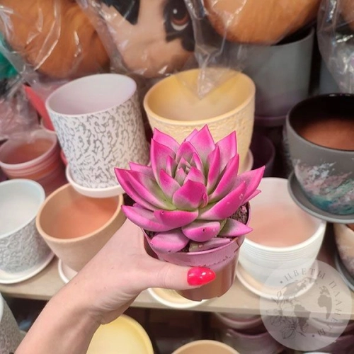 Эхеверия фуксия в магазине Цветы Планеты