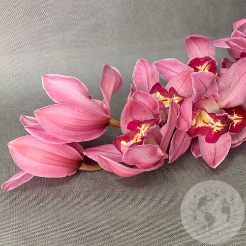 Орхидея Цимбидиум розовая