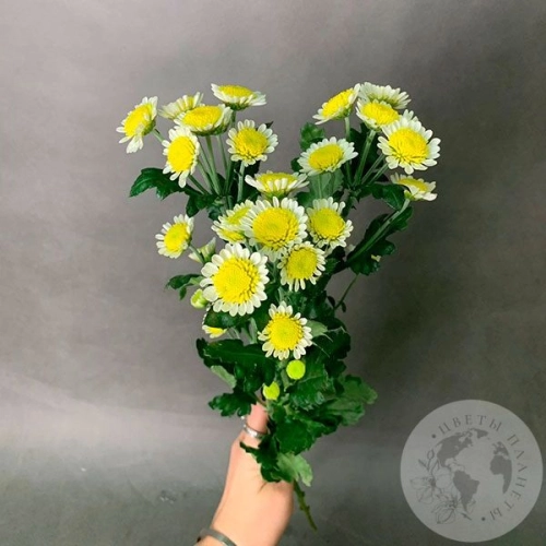 3 Сантини бело-желтых в магазине Цветы Планеты