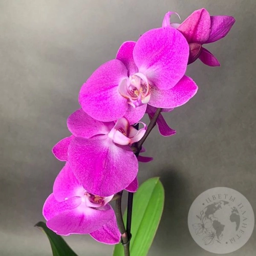Орхидея розовая