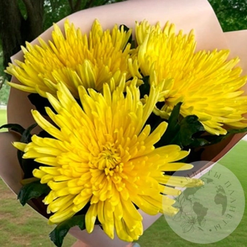 3 хризантемы желтых
