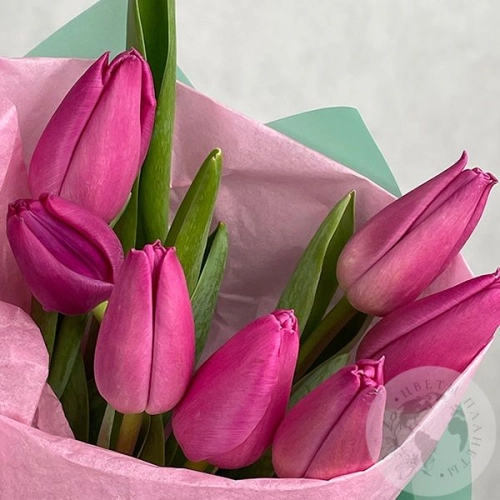 7 тюльпанов бордовых в магазине Цветы Планеты