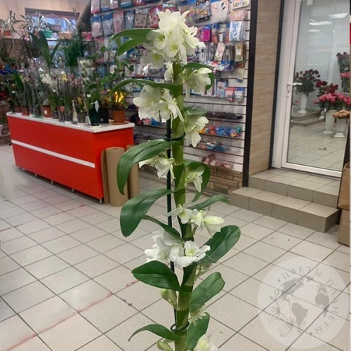 Орхидея Дендробиум